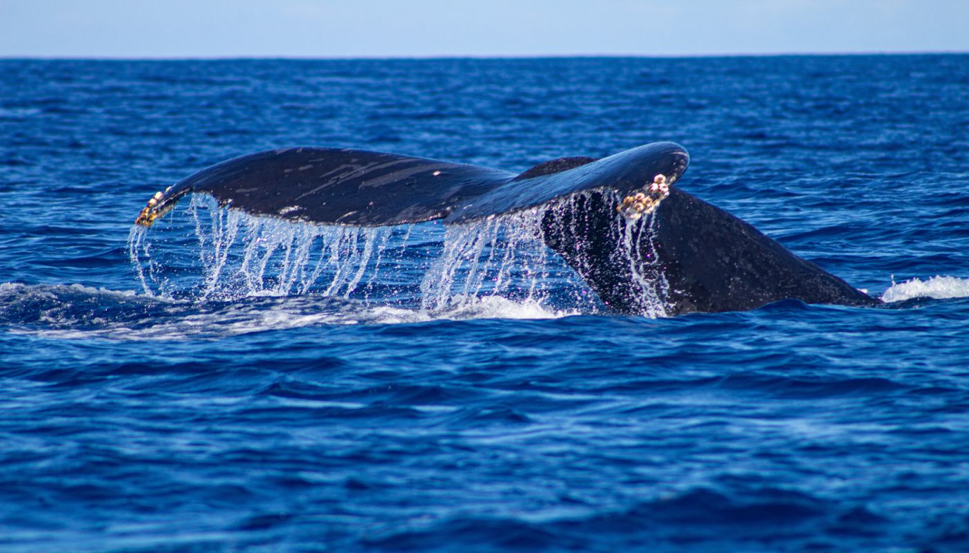 Exclusive Hawaii Rehab